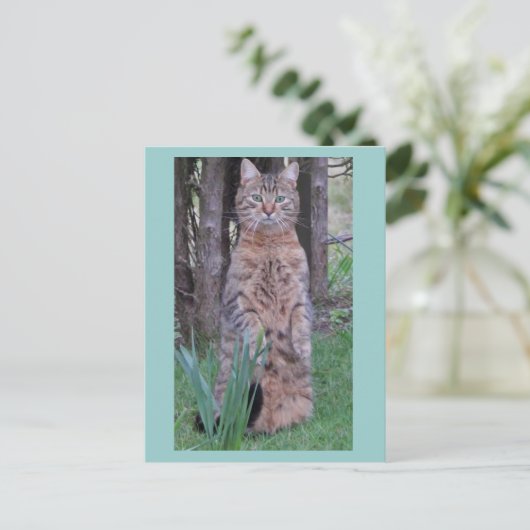 Carte postale Meercat (Debout devant)