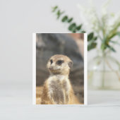 Carte Postale Meercat (Debout devant)