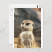 Carte Postale Meercat (Devant / Derrière)