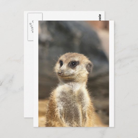 Carte Postale Meercat (Devant / Derrière)