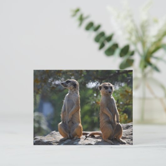 Carte postale Meercat (Debout devant)