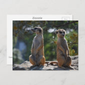 Carte postale Meercat (Devant / Derrière)