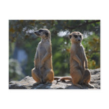 Carte postale Meercat
