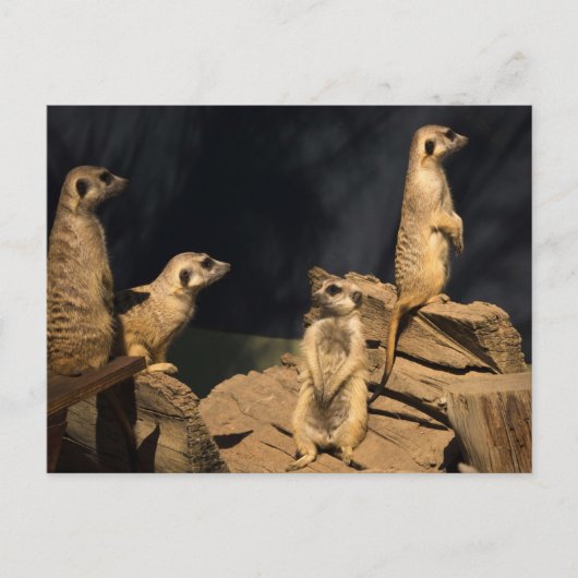 Carte Postale Meercat (Devant)