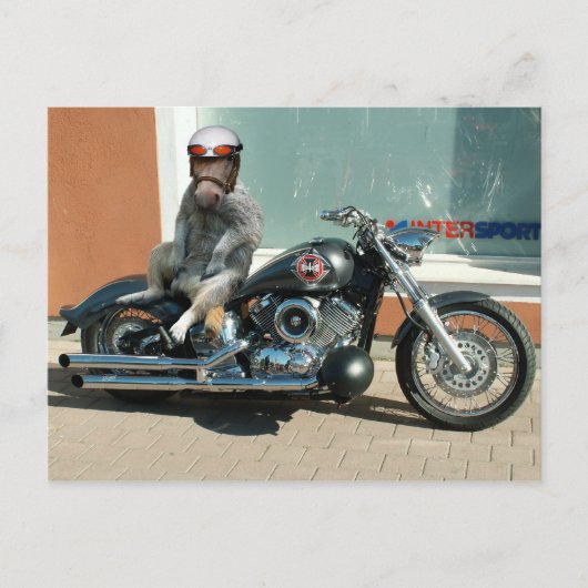 Carte postale Meerhorse (Devant)