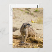 Carte Postale Meerkat (Devant / Derrière)