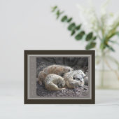 Carte Postale Meerkat (Debout devant)
