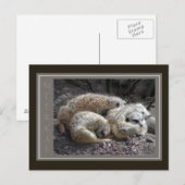 Carte Postale Meerkat (Devant / Derrière)