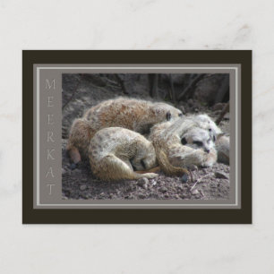 Carte Postale Meerkat