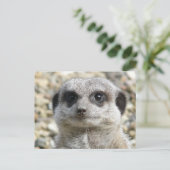 Carte Postale Meerkat (Debout devant)