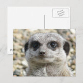 Carte Postale Meerkat (Devant / Derrière)