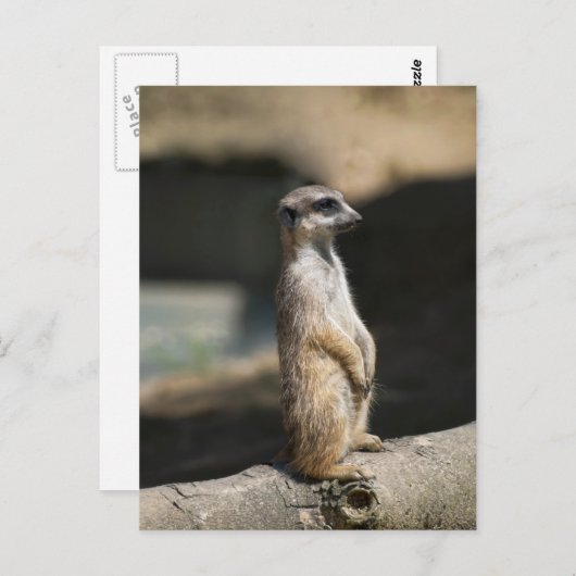 Carte Postale Meerkat (Devant / Derrière)