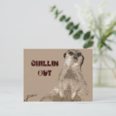 Carte Postale meerkat (Debout devant)