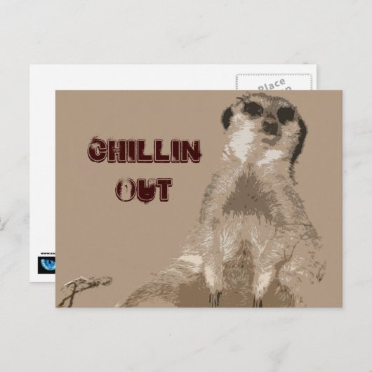 Carte Postale meerkat (Devant / Derrière)