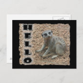 Carte Postale Meerkat (Devant / Derrière)