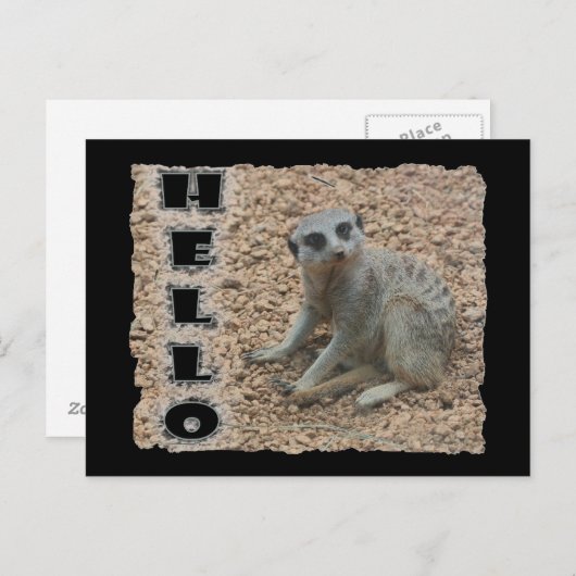 Carte Postale Meerkat (Devant / Derrière)