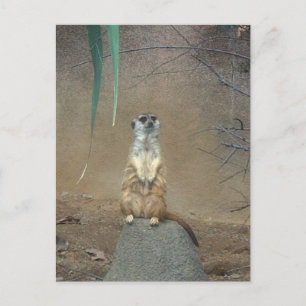 Carte Postale Meerkat