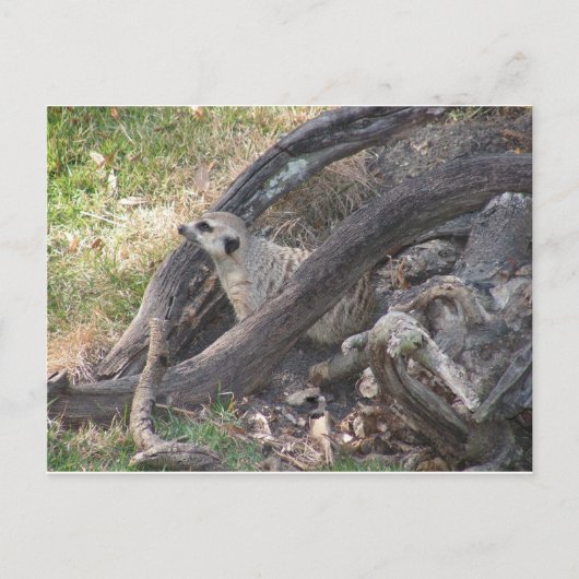 Carte postale Meerkat (Devant)