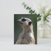 Carte postale Meerkat (Debout devant)
