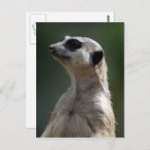 Carte postale Meerkat (Devant / Derrière)