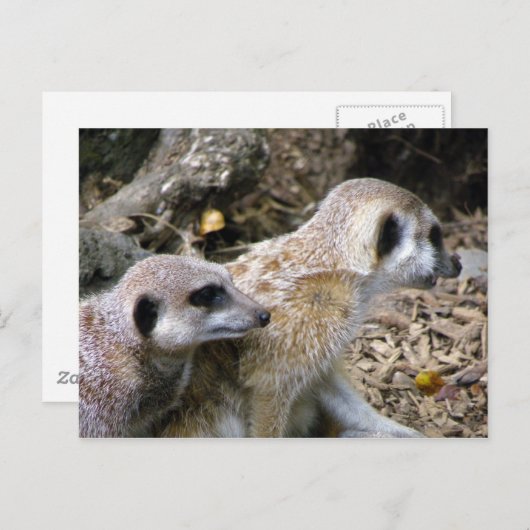 Carte Postale Meerkat (Devant / Derrière)