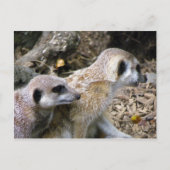 Carte Postale Meerkat (Devant)