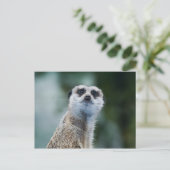 Carte postale Meerkat (Debout devant)