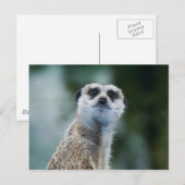 Carte postale Meerkat (Devant / Derrière)