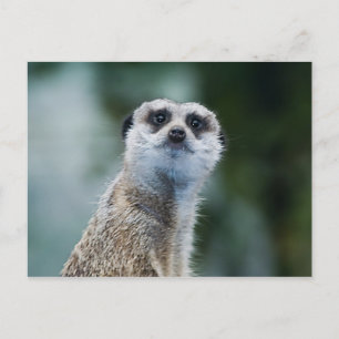 Carte postale Meerkat