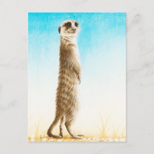 Carte postale Meerkat (Devant)