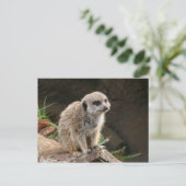 Carte Postale Meerkat (Debout devant)