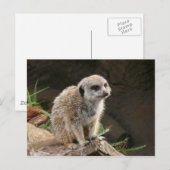 Carte Postale Meerkat (Devant / Derrière)