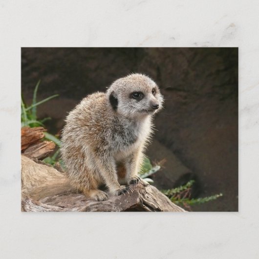 Carte Postale Meerkat (Devant)