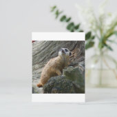 Carte Postale Meerkat (Debout devant)