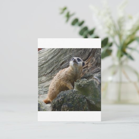 Carte Postale Meerkat (Debout devant)