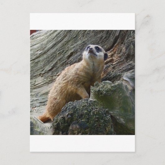 Carte Postale Meerkat (Devant)