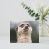 Carte postale Meerkat (Debout devant)