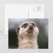 Carte postale Meerkat (Devant / Derrière)