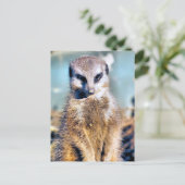 CARTE POSTALE MEERKAT (Debout devant)