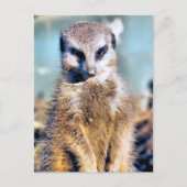 CARTE POSTALE MEERKAT (Devant)