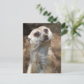 Carte Postale Meerkat (Debout devant)