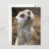 Carte Postale Meerkat (Devant / Derrière)