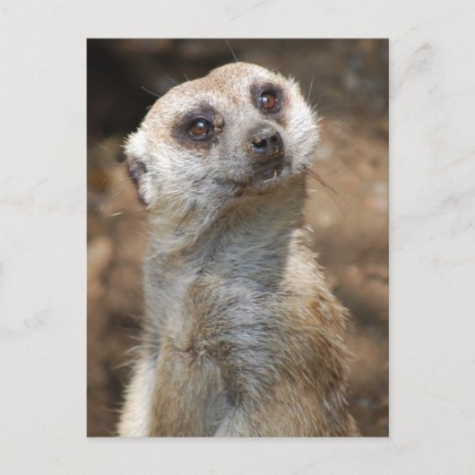 Carte Postale Meerkat (Devant)