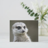 Carte postale : Meerkat (Debout devant)