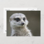Carte postale : Meerkat (Devant / Derrière)