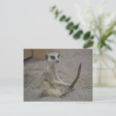 Carte Postale Meerkat (Debout devant)