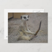 Carte Postale Meerkat (Devant / Derrière)