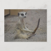Carte Postale Meerkat (Devant)