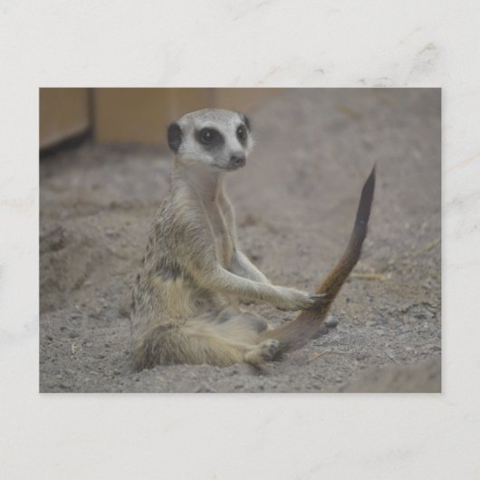 Carte Postale Meerkat (Devant)