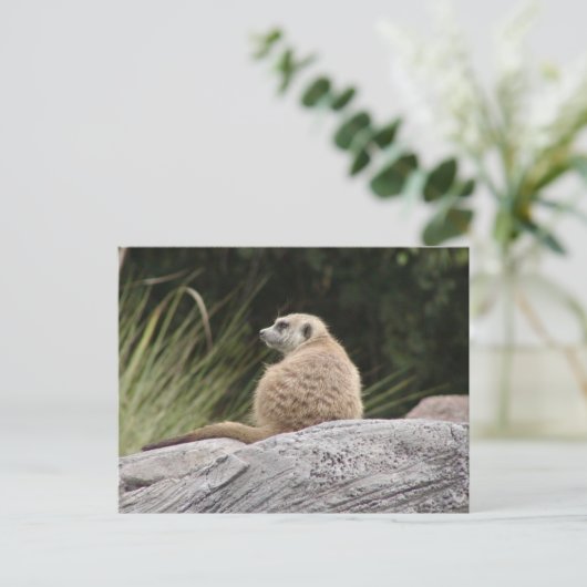 Carte postale Meerkat (Debout devant)